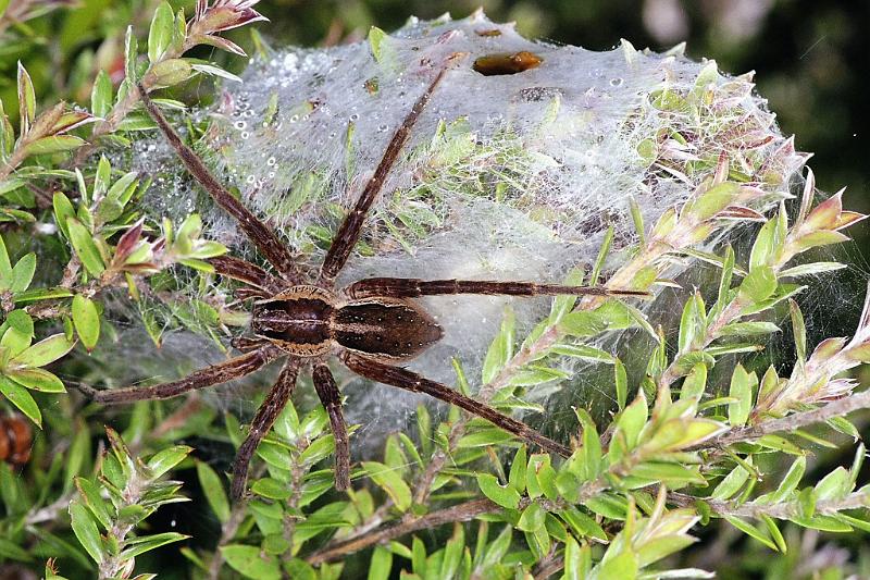 Dolomedes_minor_F2325_Z_87_Cape Reinga_Nieuw-Zeeland.jpg